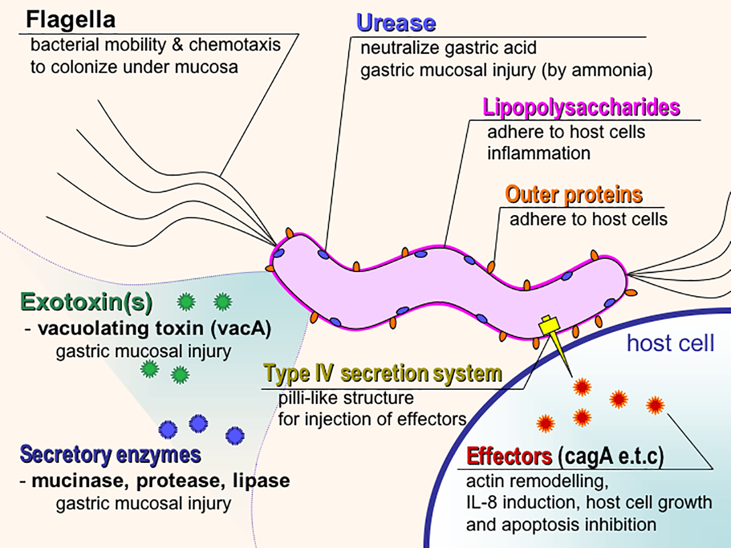 Virulence Factors Of Bacterial And Viral Pathogens Adhesion StoryMD