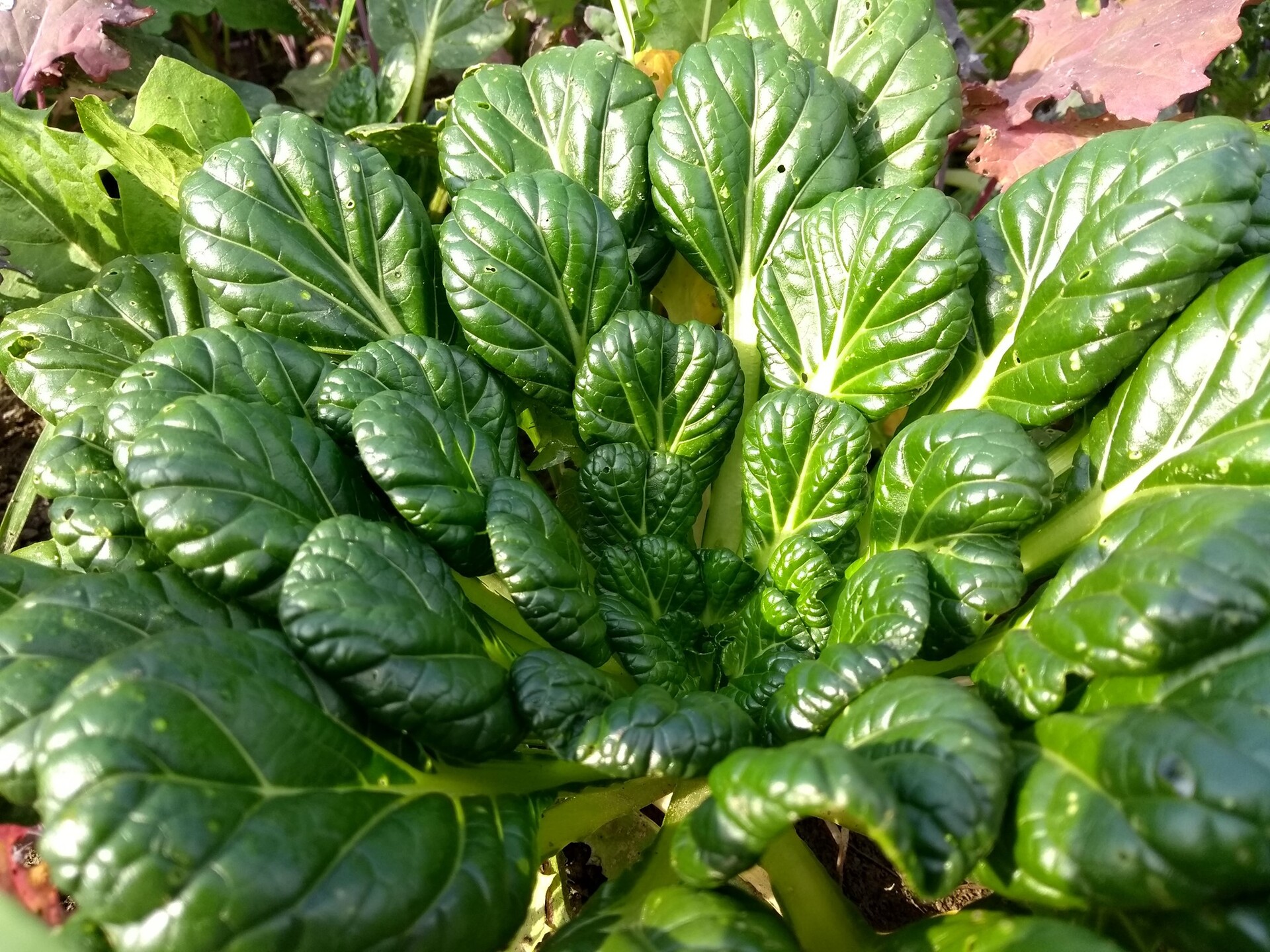 Tatsoi Brassica Rapa Subsp Narinosa Storymd