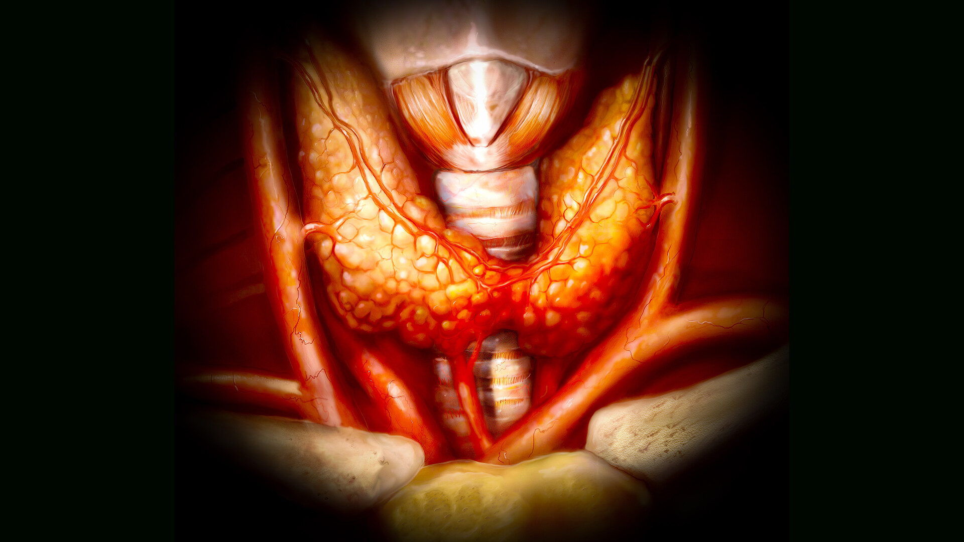 The Thyroid Gland Anatomy And Function Storymd