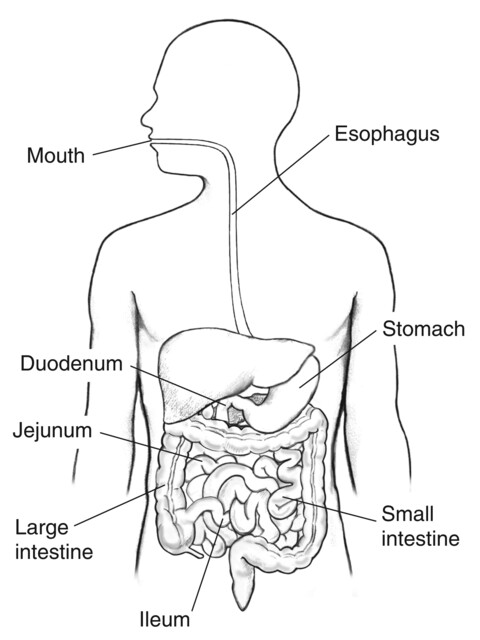 Gastrointestinal Tract Small Intestine Large Intestine PNG, Clipart,  Anatomy, Brain, Clip Art, Dig, Drawing Free PNG