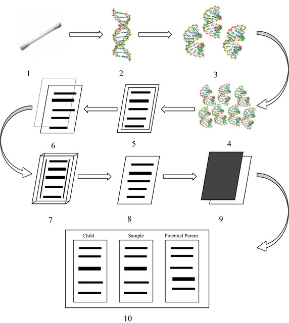 Forensic Dna Fingerprinting Steps