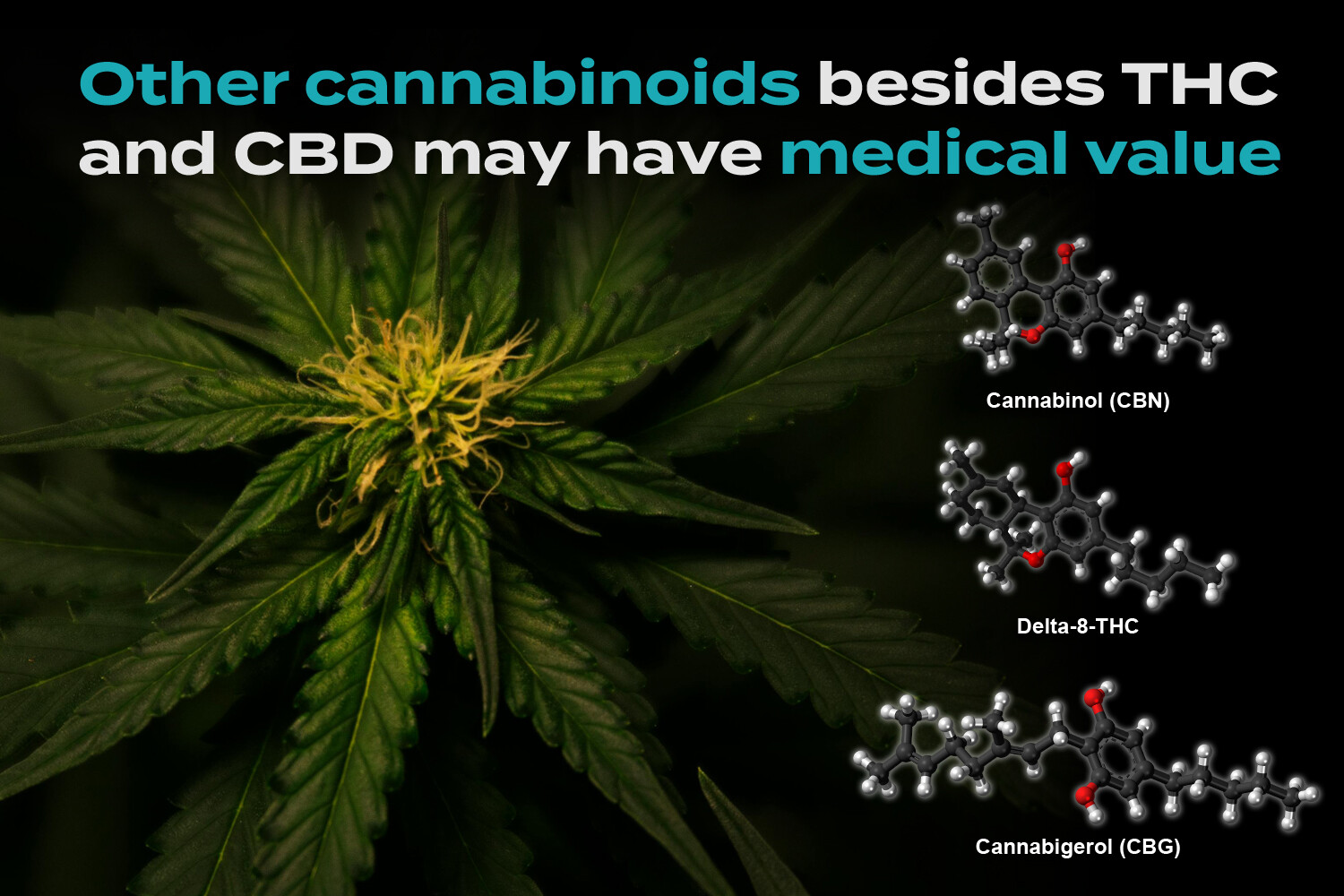 Beyond CBD: What About All the Other Cannabinoids? - StoryMD