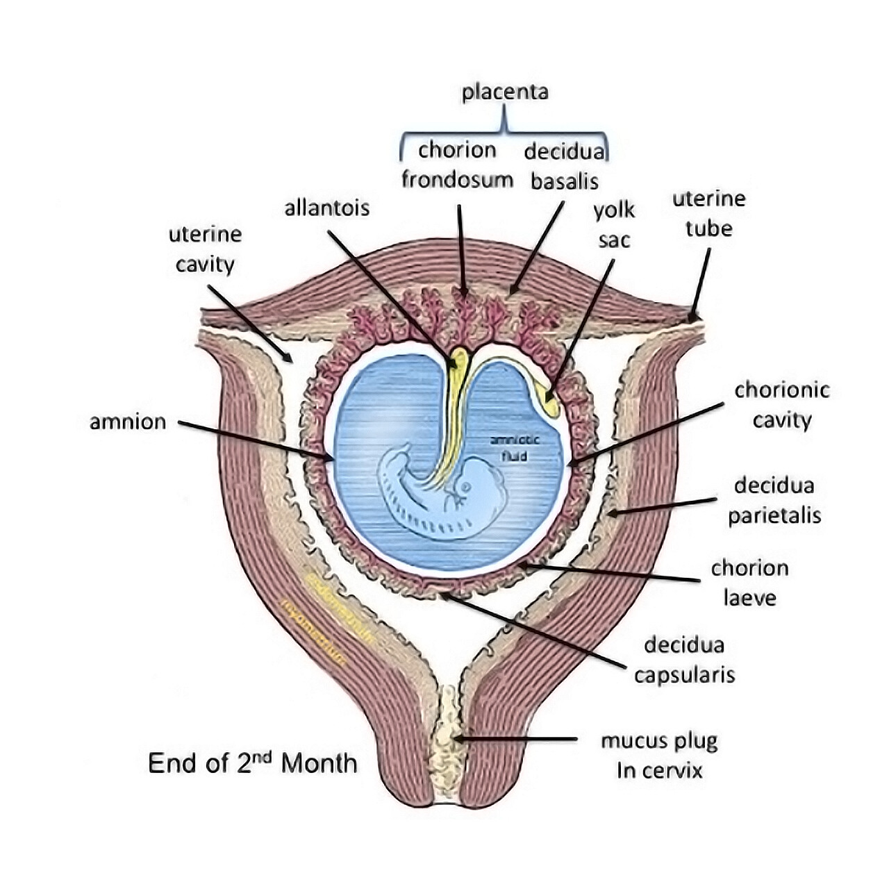 Embryonic Membranes - StoryMD