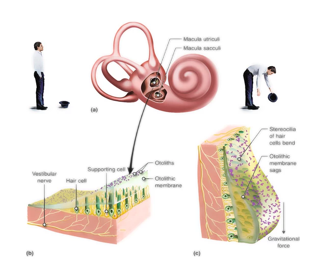 Utricle Saccule Utricle An Overview | ScienceDirect Topics
