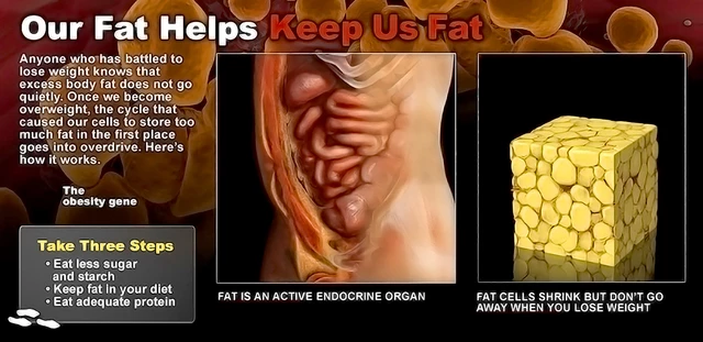 How Does Our Body Know Where To Store Fat Science Abc