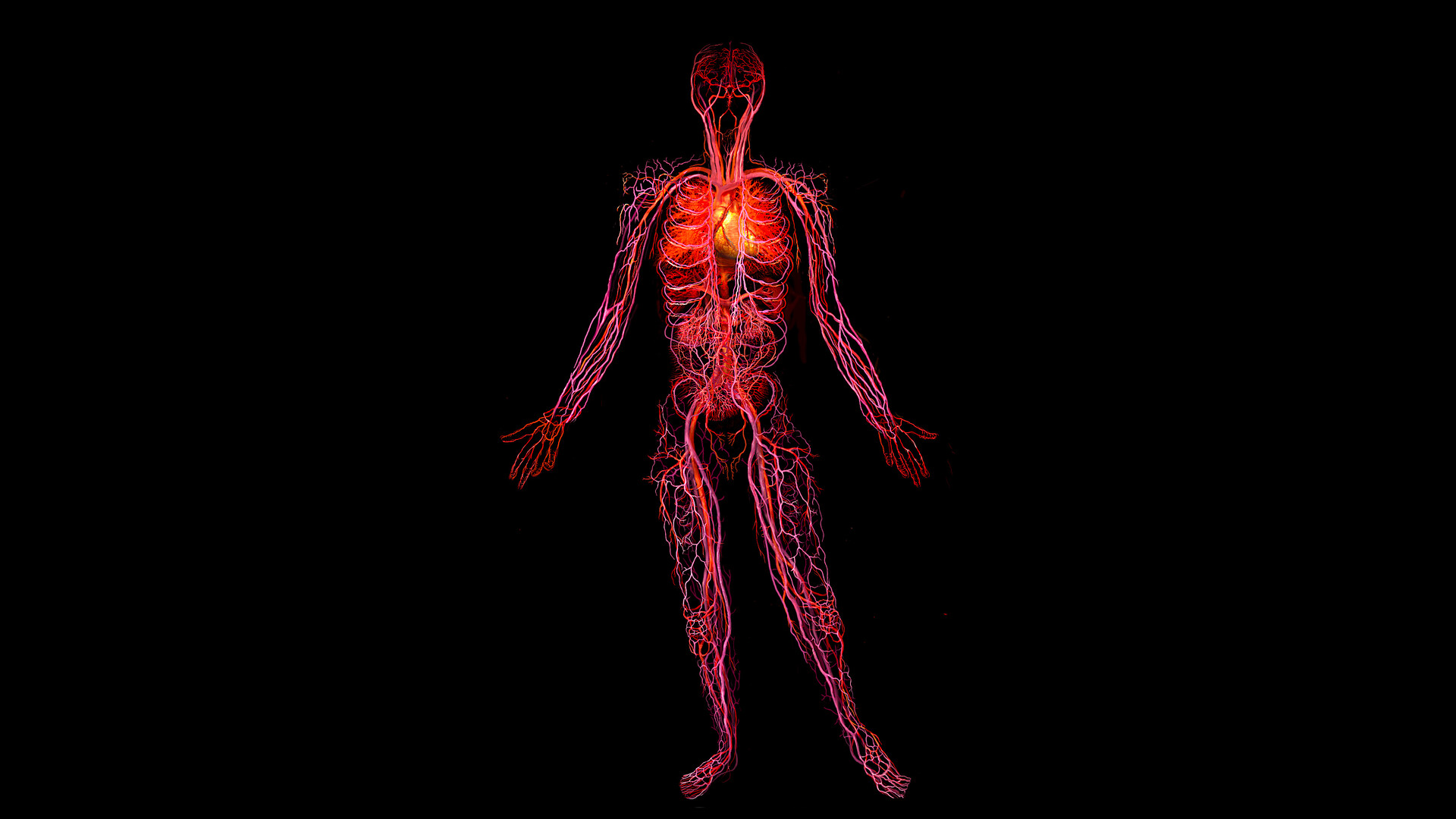 Variables Affecting Blood Flow and Blood Pressure - StoryMD