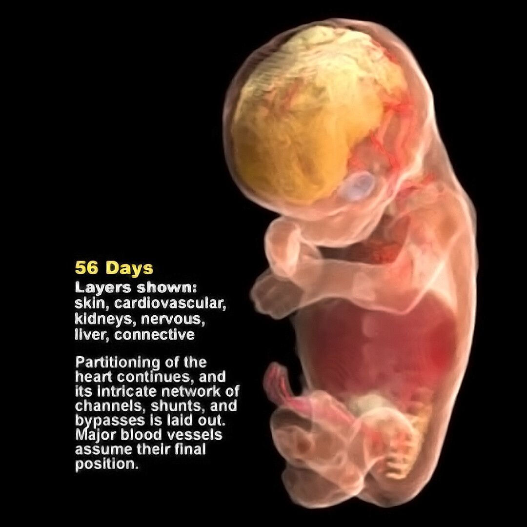 First Trimester of Pregnancy (Week 1–Week 12) - StoryMD