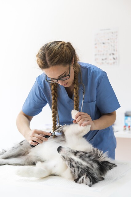 Checking your pets for ticks