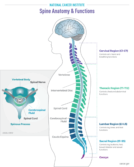 Definition of vertebral column - NCI Dictionary of Cancer Terms - NCI