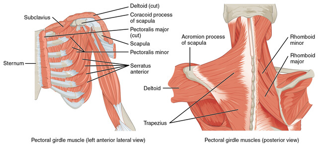 Pectoral girdle anatomy diagram | Poster
