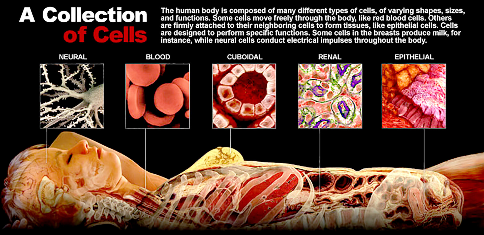 Cells Collected A Collection of Cells