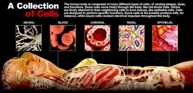 Different Types Of Cells
