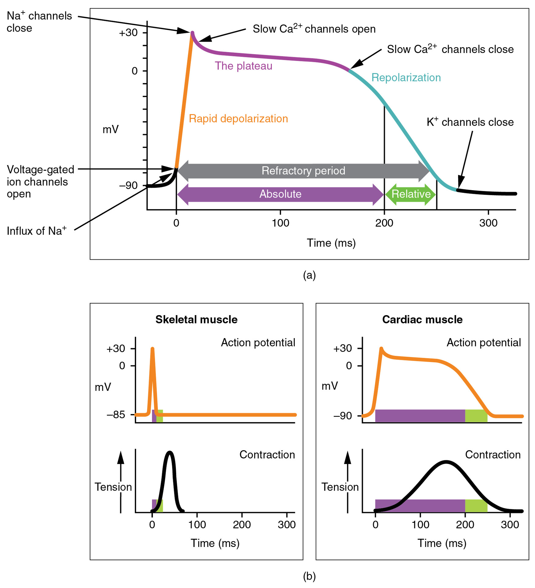 5 Steps Of Cardiac Conduction System