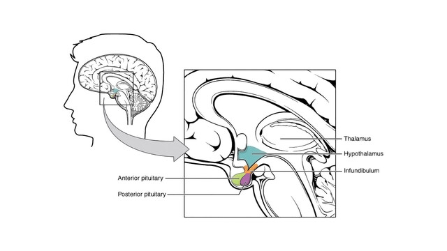 pituitary dwarfism diagram