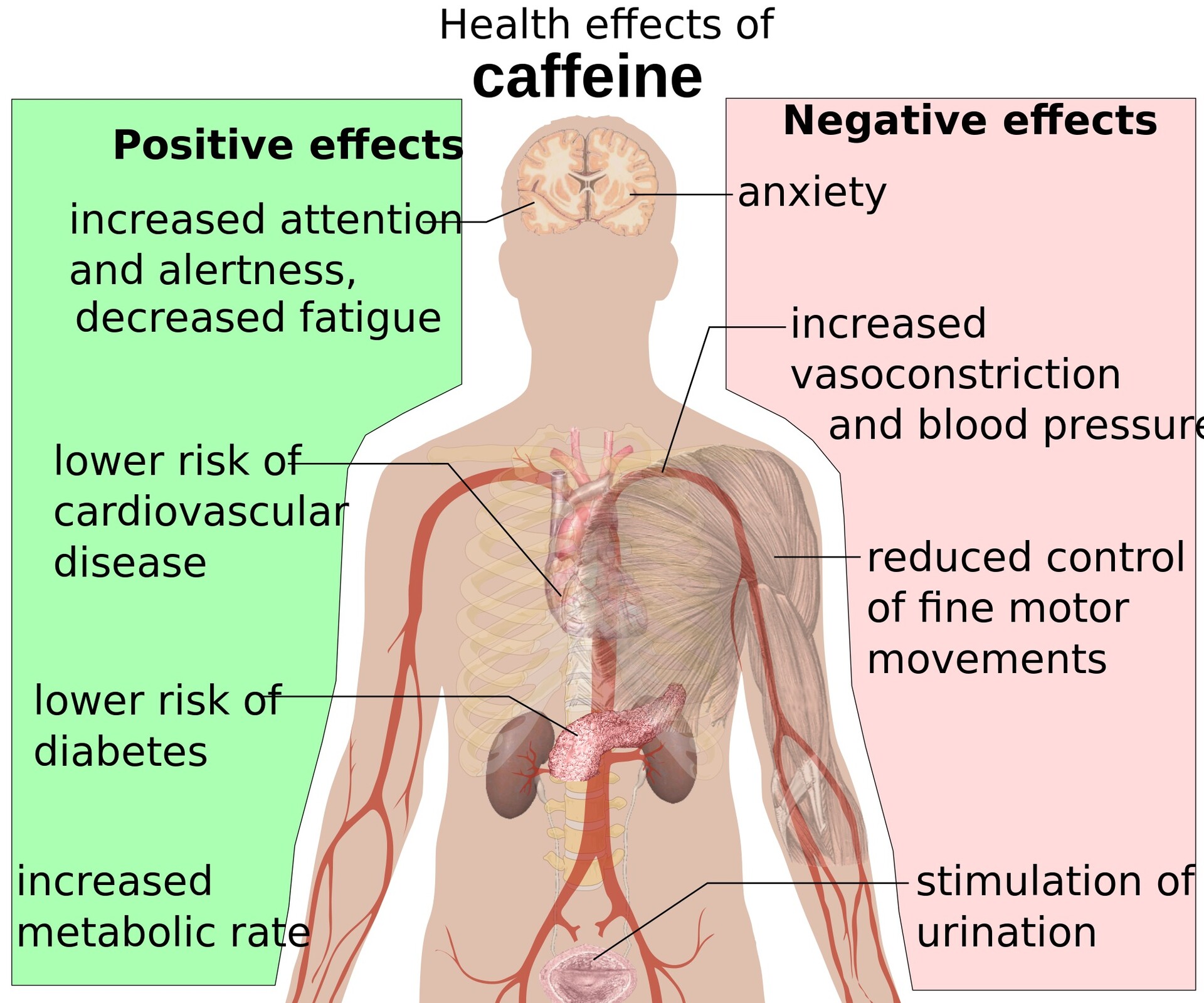 What Are Caffeine s Effects On The Body StoryMD