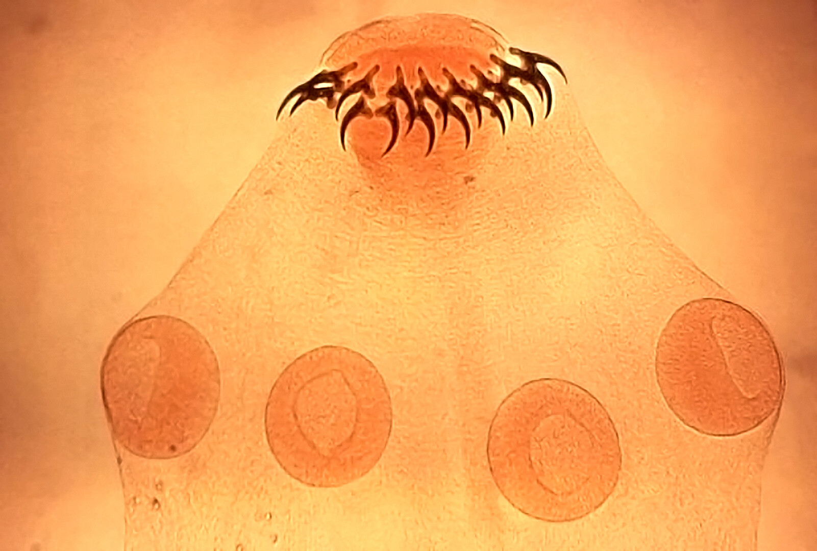 Dog Diseases Tapeworm (Dipylidium Caninum); “Flea Tapeworm”, “Cucumber