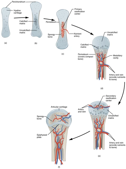 types of cartilage tissue