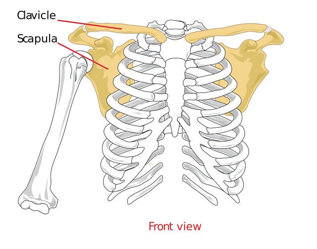 Shoulder (Pectoral) Girdle - Muscles and Movements - Human Anatomy