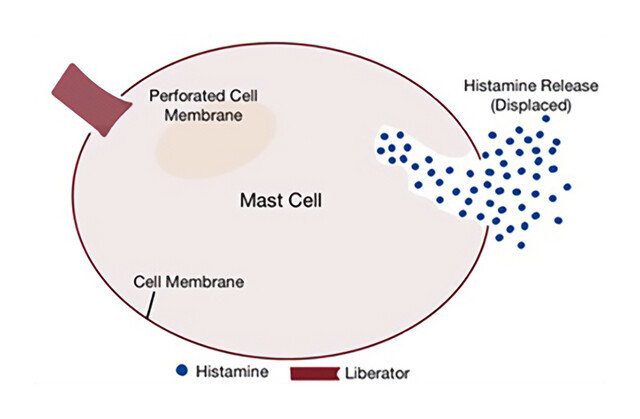 Mast Cell Histology Diagram