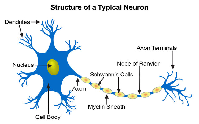 Neuron Diagram Node Of Ranvier