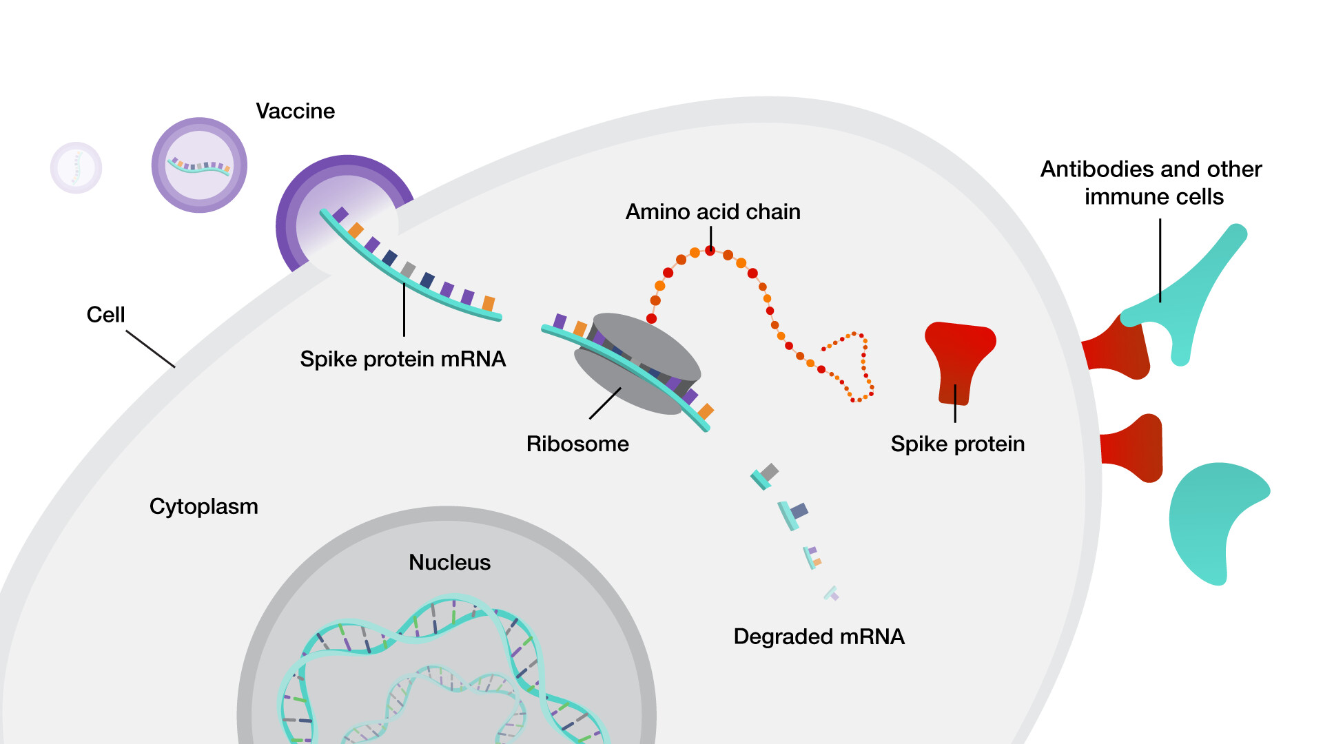 Вакцины на основе мрнк. МРНК вакцина. М РНК вакцины. MRNA. Вакцины на основе матричной РНК.