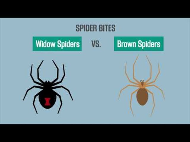 Symptoms of Venomous Spider Bites - StoryMD