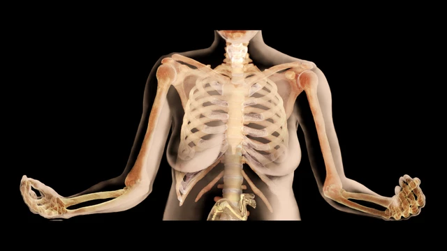 Upper limb Arm with Shoulder girdle Skeleton Human front view. Set
