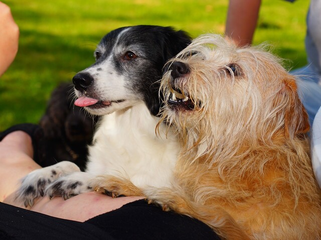 Dogs, Pets, Begging, Treat