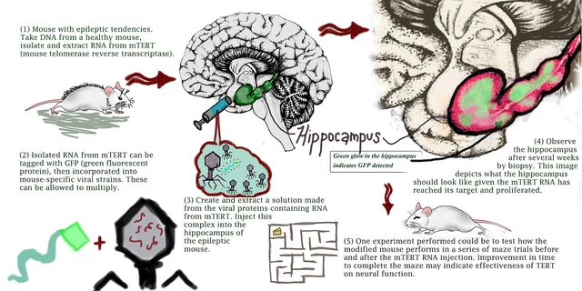 Chronic Diseases: Epilepsy - StoryMD