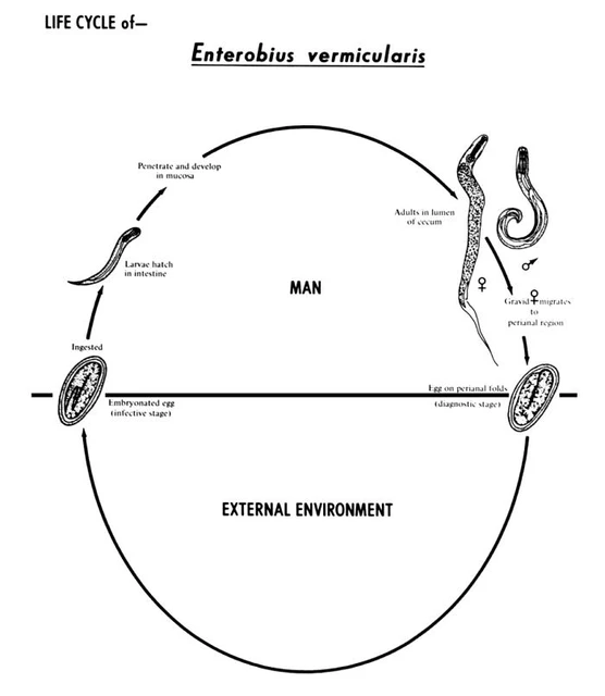 Threadworm Life Cycle