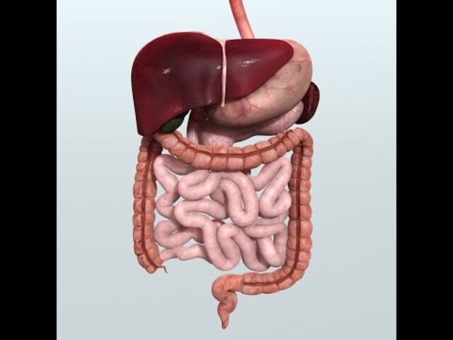 What Is the Digestive System? - StoryMD