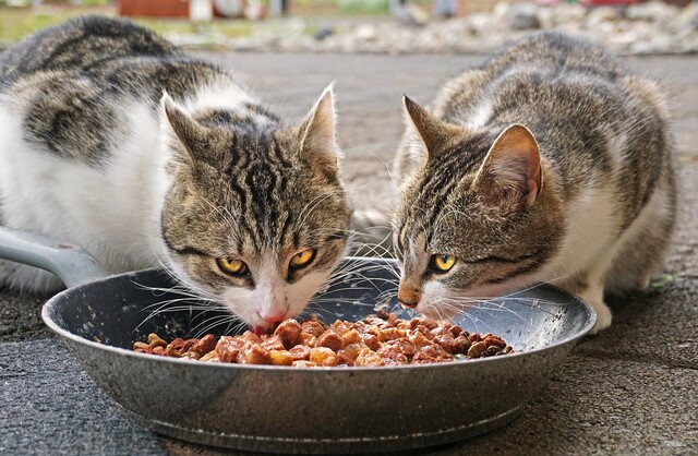 Cats eating pets food