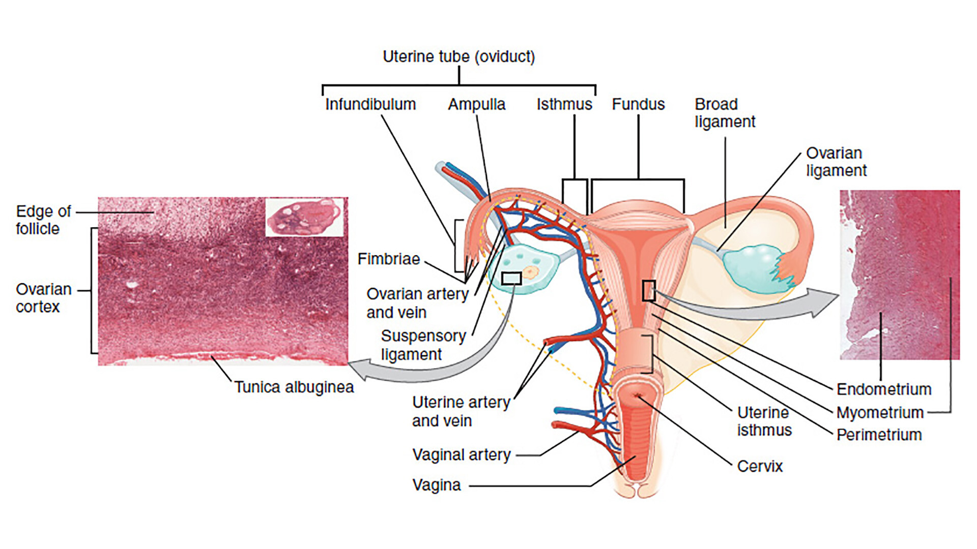 Anatomical Structure Of The Uterus