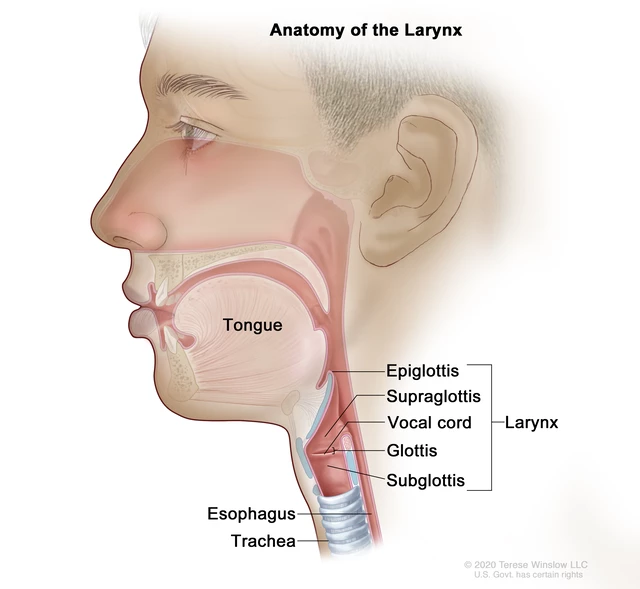 Throat Structure Diagram 720x1280