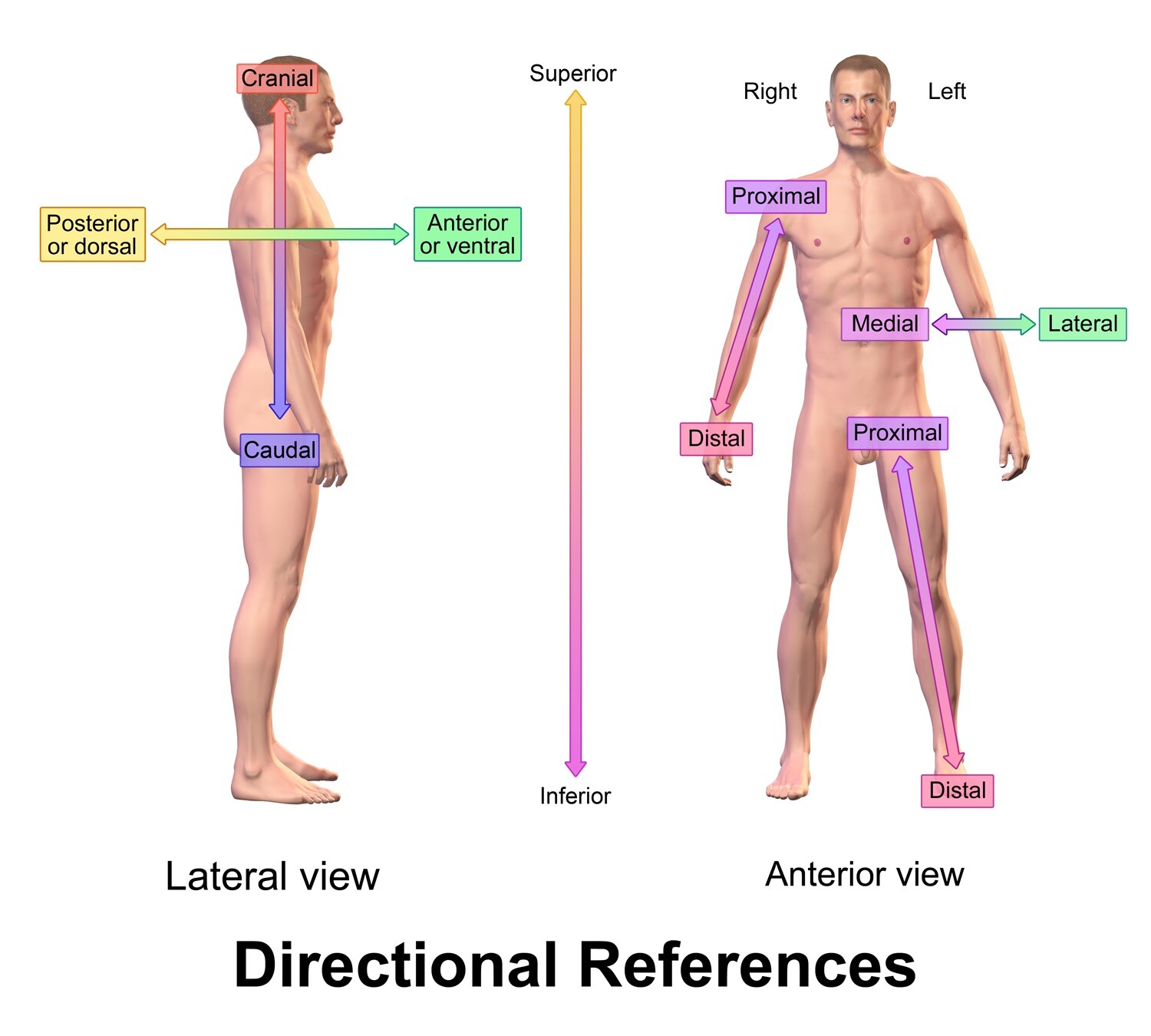 anatomical position and directional terms