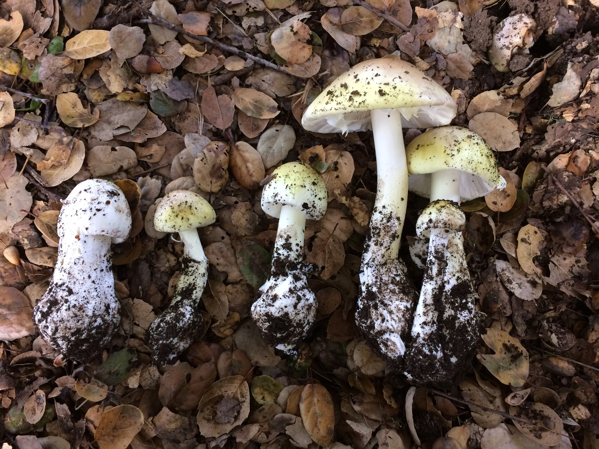 Опасные съедобные грибы. Мухомор Аманита Мускария зеленый. Ядовитые грибы. Опасные несъедобные грибы.