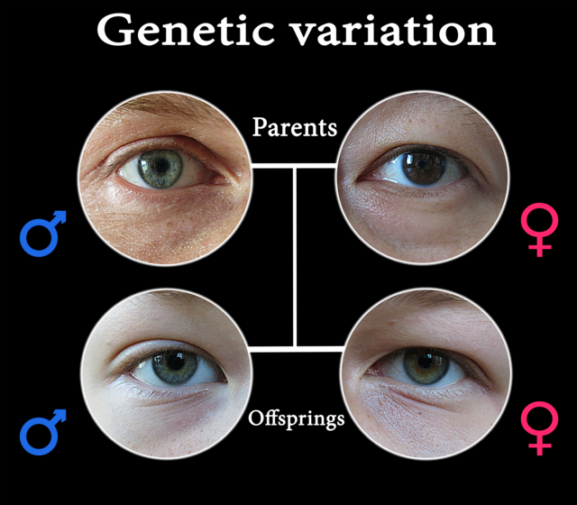 What Is Genetic Variation?