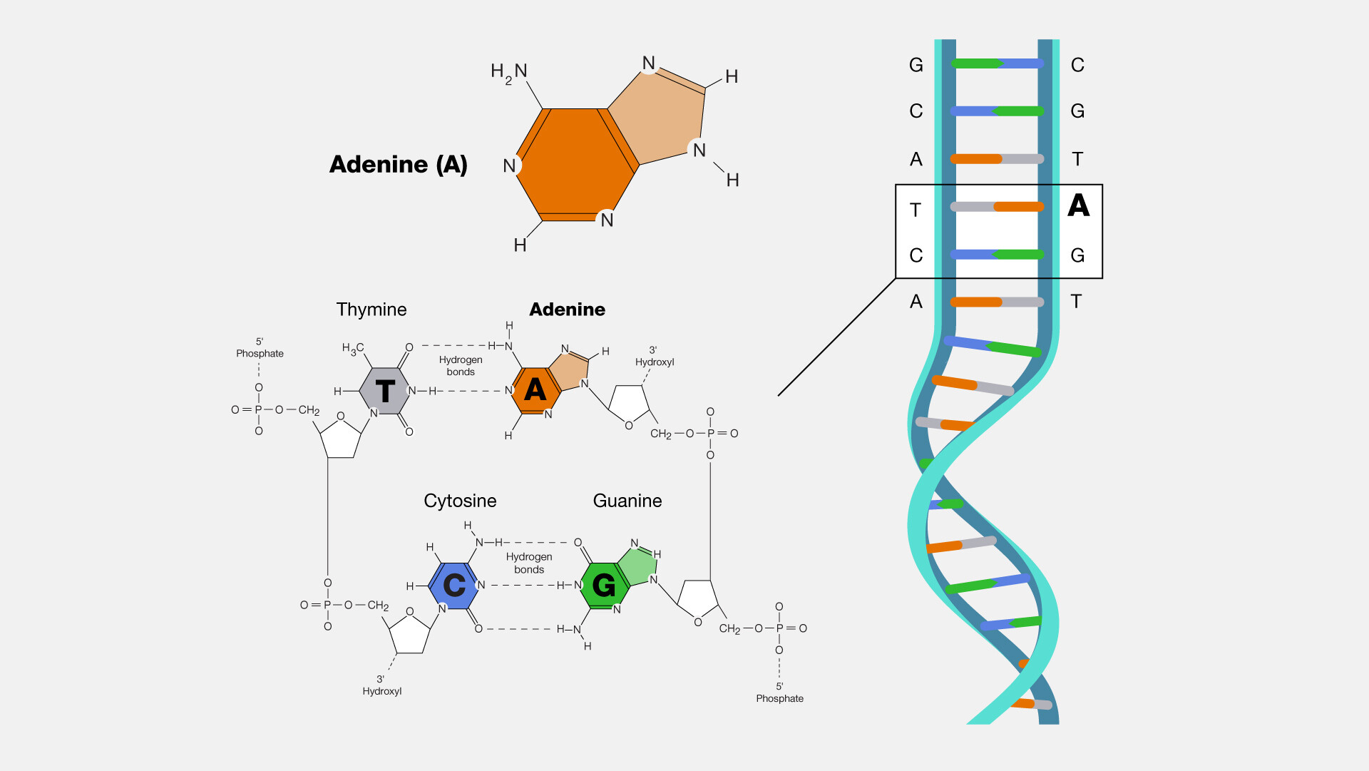 Adenine Structure Oligo Adenine Derived Secondary Nucleic Acid adenine-structure-oligo-adenine-derived-secondary-nucleic-acid