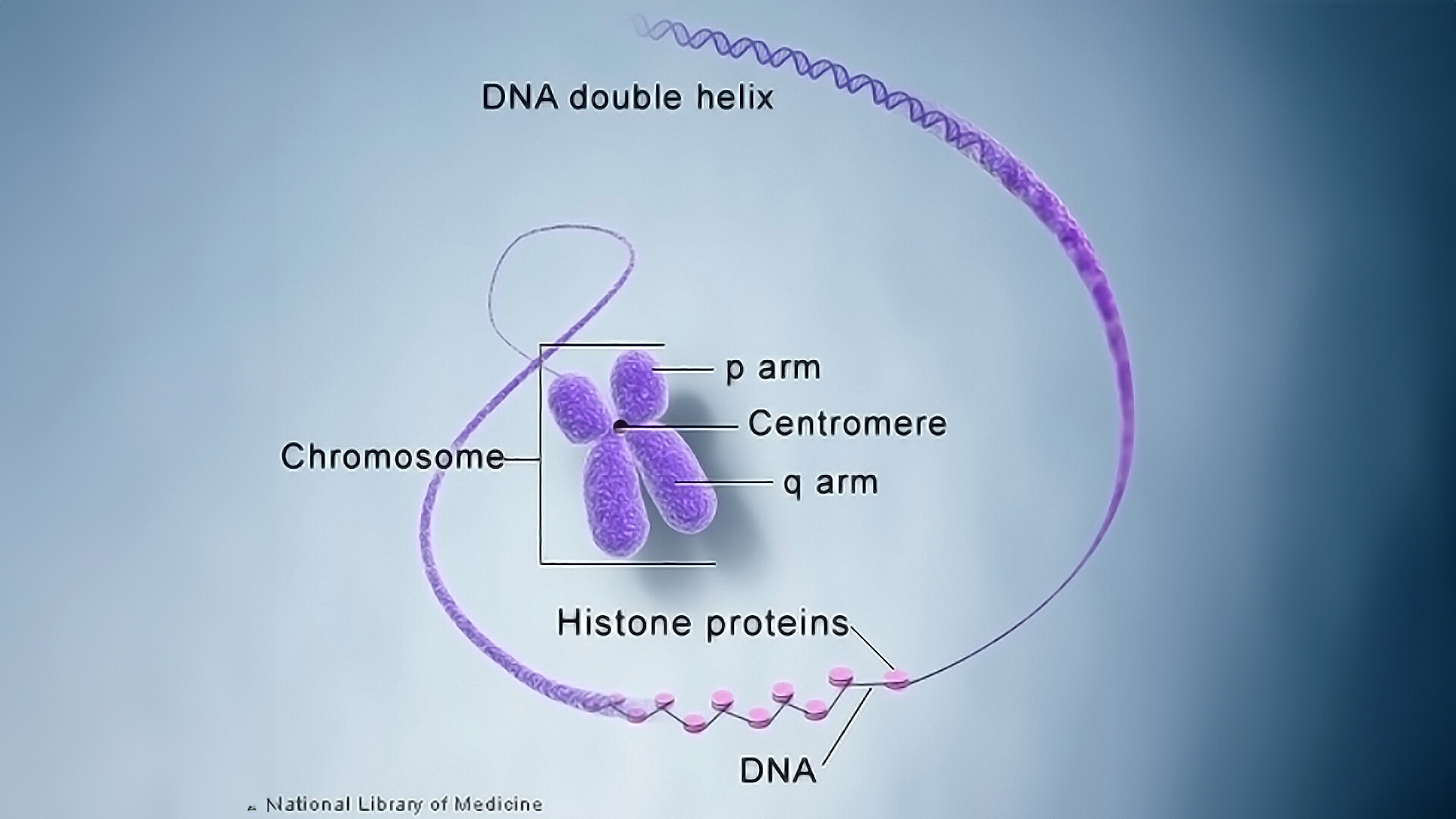 What Is a Chromosome? - StoryMD