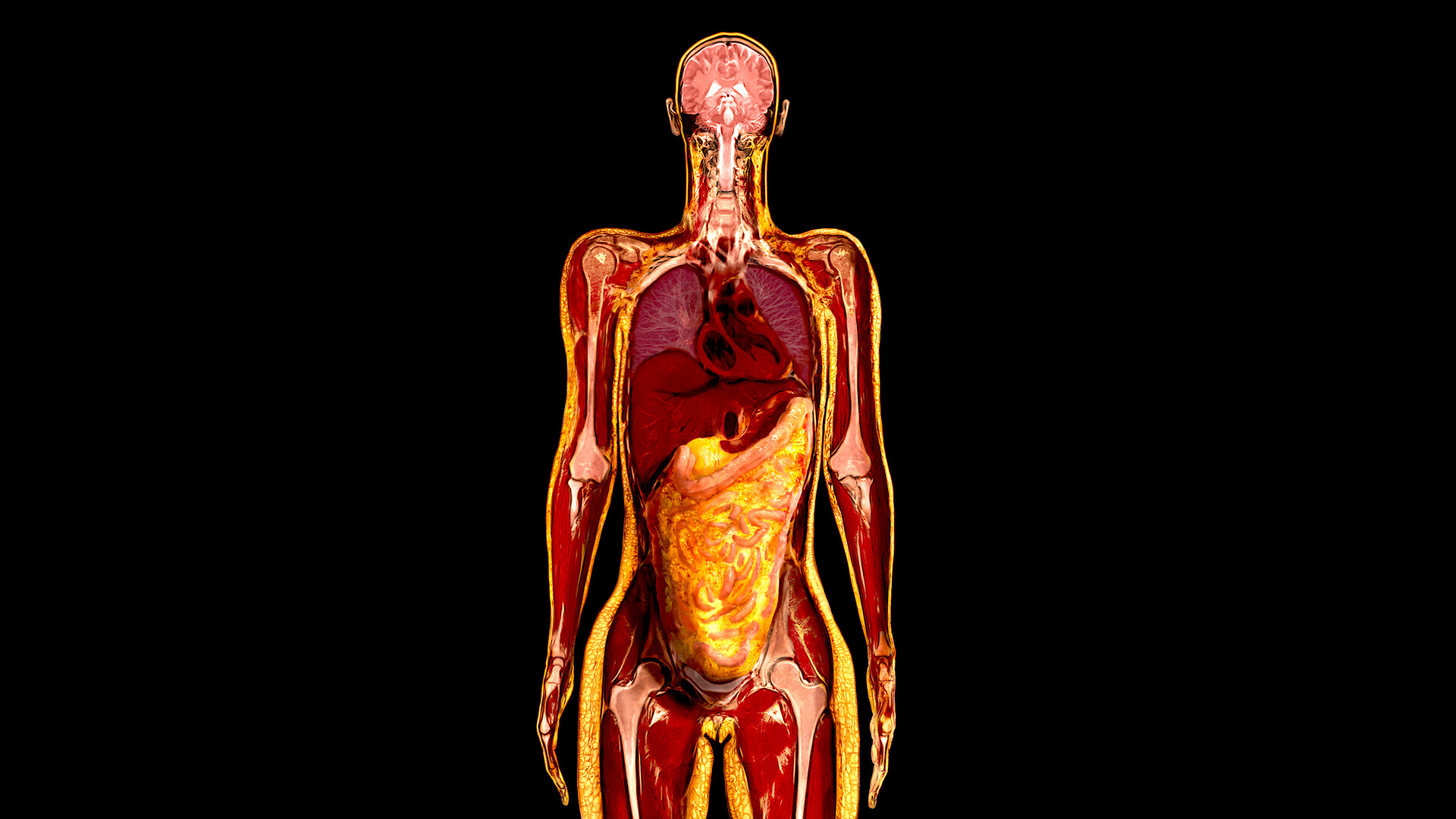 Body Fat Percentage - StoryMD