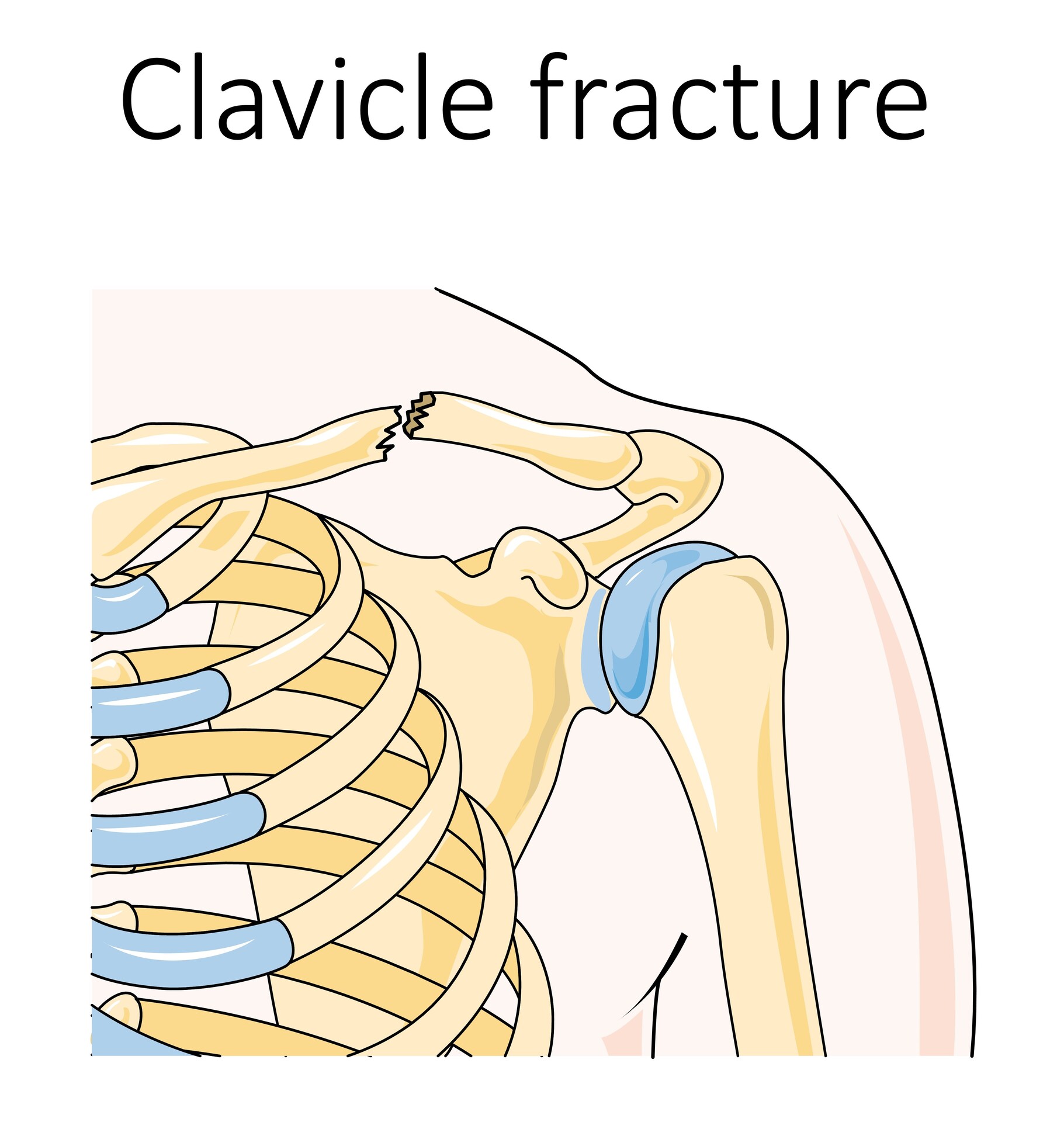 Scapula and Clavicle - Shoulder Girdle - Anatomy Tutorial 