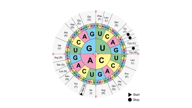 Amino Acid Wheel Dna Genetic Code Chart Electronics & Tech Accessories