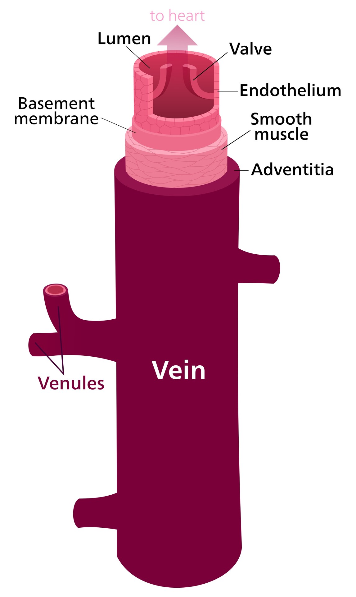 Function Of Venules