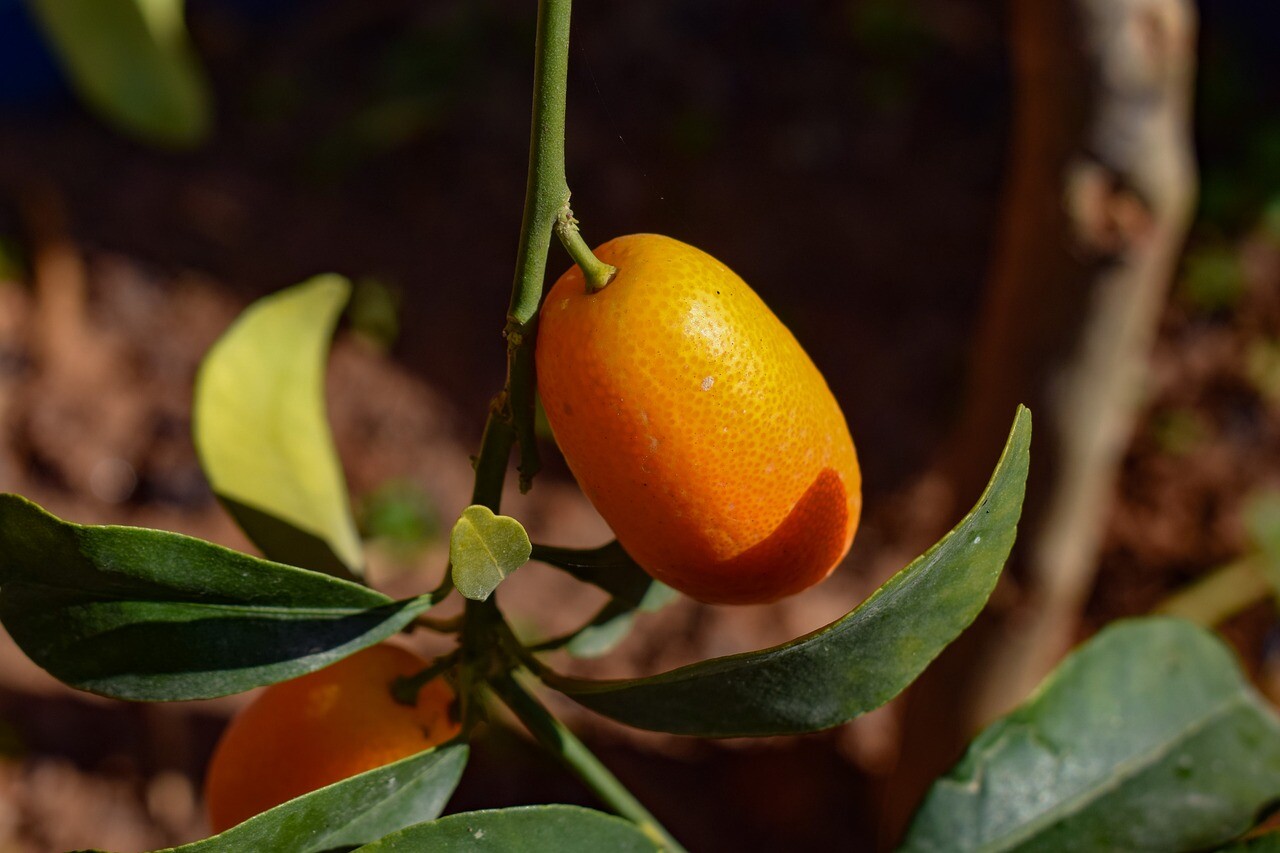 Kumquat Facts StoryMD