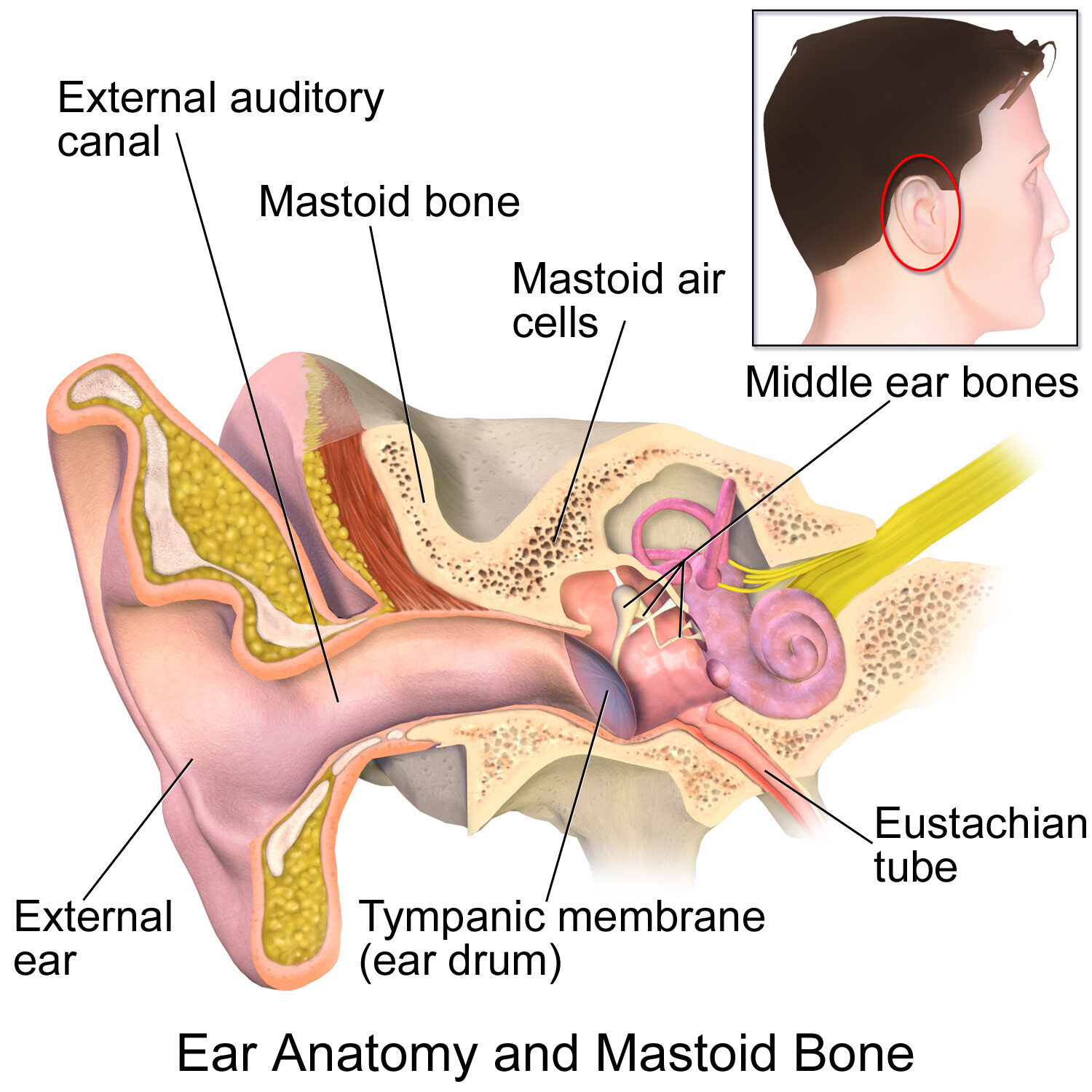 parts of the outer ear