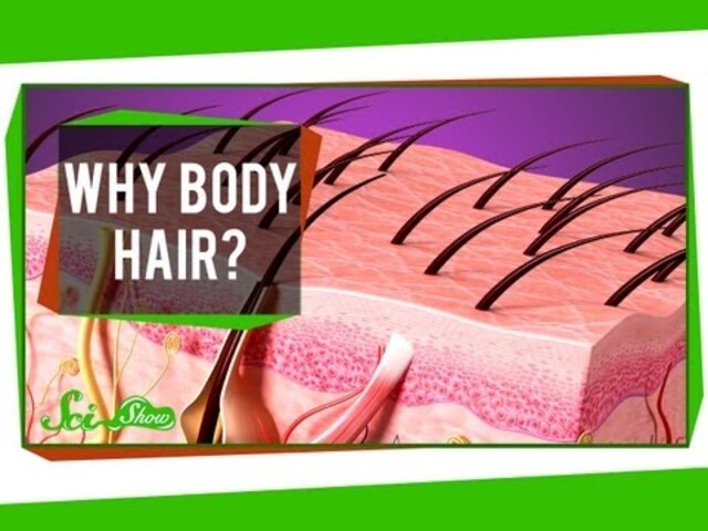 Why Do We Have Butt Hair?