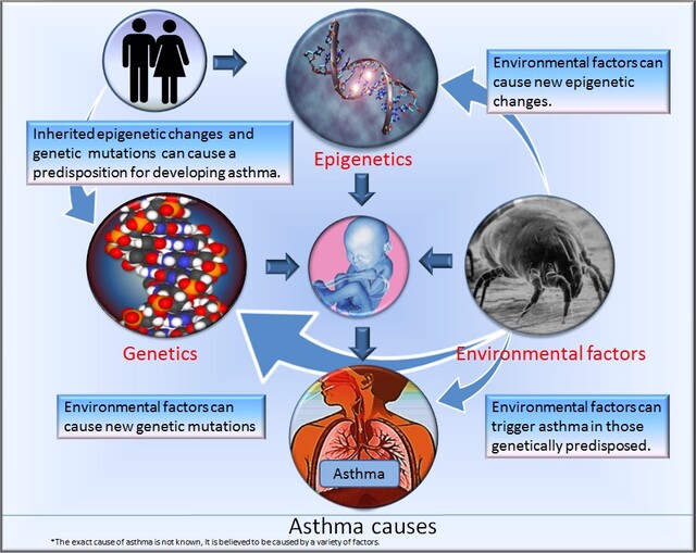Hygiene Hypothesis PDF) The Hygiene Hypothesis And Darwinian Medicine