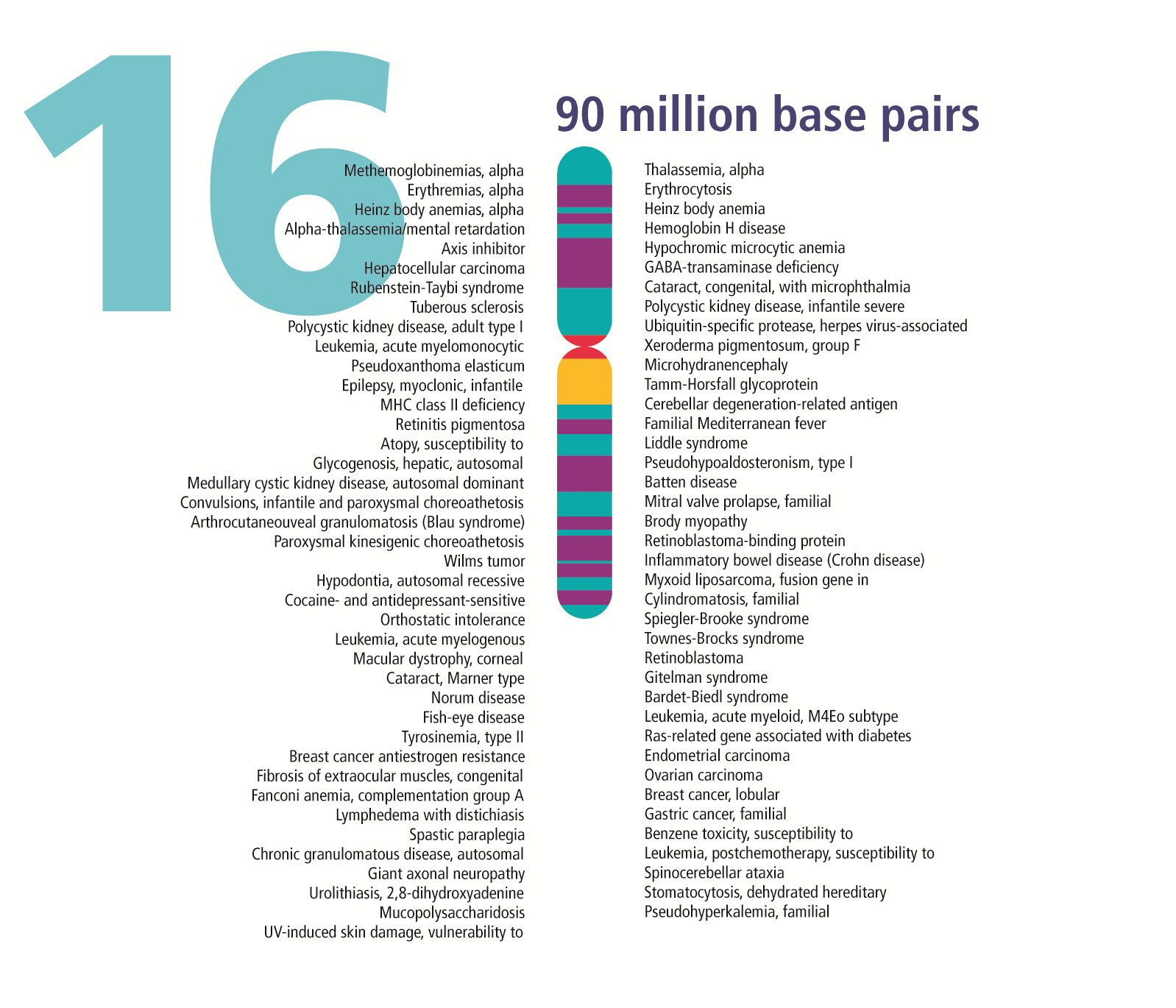 Chromosome 16p13.3 Contiguous Gene Deletion Syndrome including the SLX4,  DNASE1, TRAP1, and CREBBP Genes Presenting as a Relatively Mild Rubinstein- Taybi Syndrome Phenotype: A Case Report of a Saudi Boy. - Document 