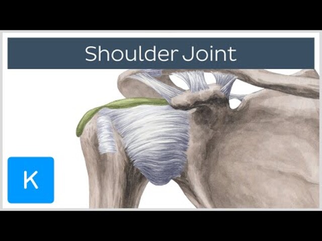 Shoulder Injuries and Disorders - StoryMD