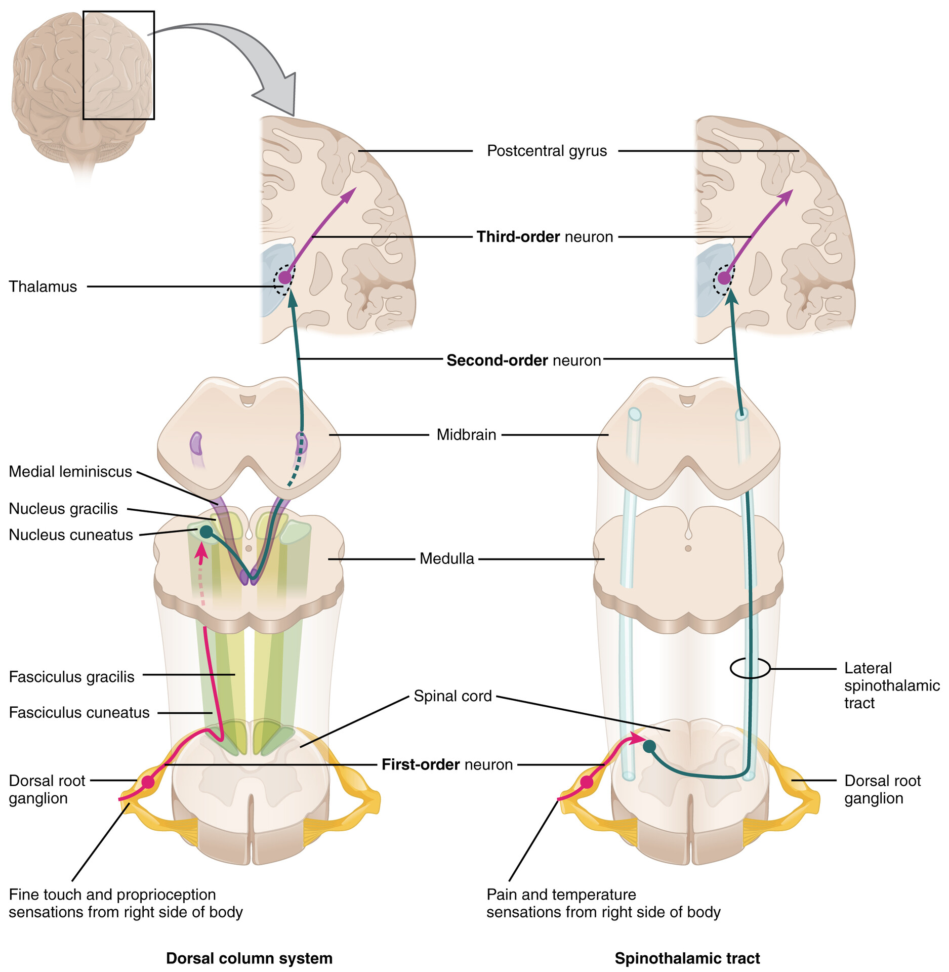 sensory and motor pathways